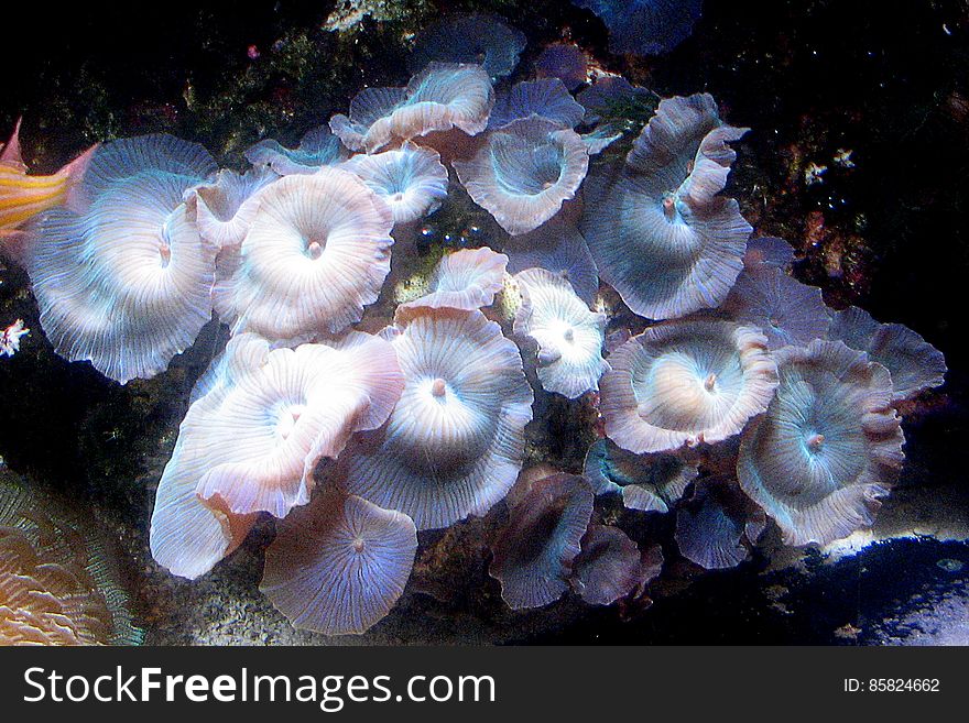 undersea mushrooms