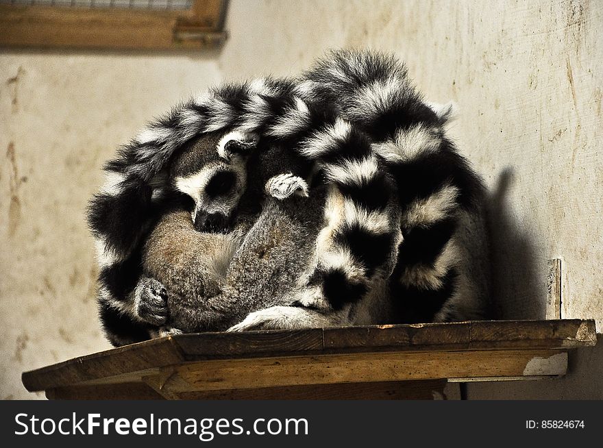 Sleeping Lemurs