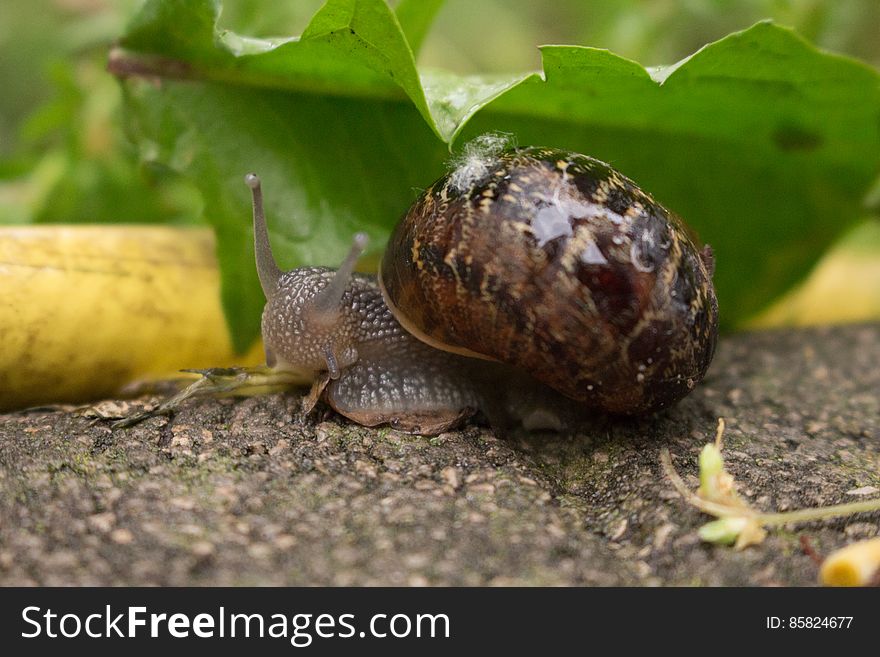 Wet Snail