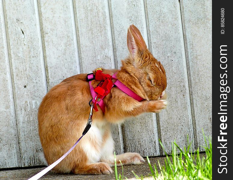 Kirby In The Garden