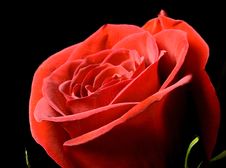 Rose Close-up Stock Photo Rose Close-up Stock Photo