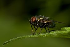 Fly Royalty Free Stock Image