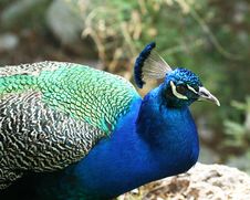 An Indian Blue Peacock Royalty Free Stock Photos