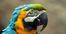 A Blue And Gold South American Macaw Royalty Free Stock Photography A Blue And Gold South American Macaw Royalty Free Stock Photography