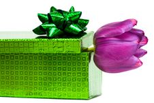 Violet Tulip And Gift Stock Image Violet Tulip And Gift Stock Image