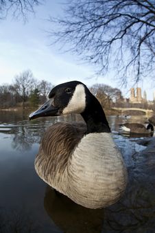 Canadian Geese Stock Photography