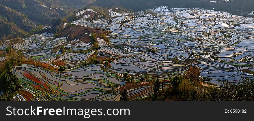 Yuanyang County, Yunnan Province China Ailaoshan the southern section of the Hani Hani Terrace is the local people for thousands of years by the sweat of the mountain opened up dozens of hectares of irrigation terraces, known as the wonders of the world, this map is one of the largest and most spectacular momentum The terraced fields. Yuanyang County, Yunnan Province China Ailaoshan the southern section of the Hani Hani Terrace is the local people for thousands of years by the sweat of the mountain opened up dozens of hectares of irrigation terraces, known as the wonders of the world, this map is one of the largest and most spectacular momentum The terraced fields.