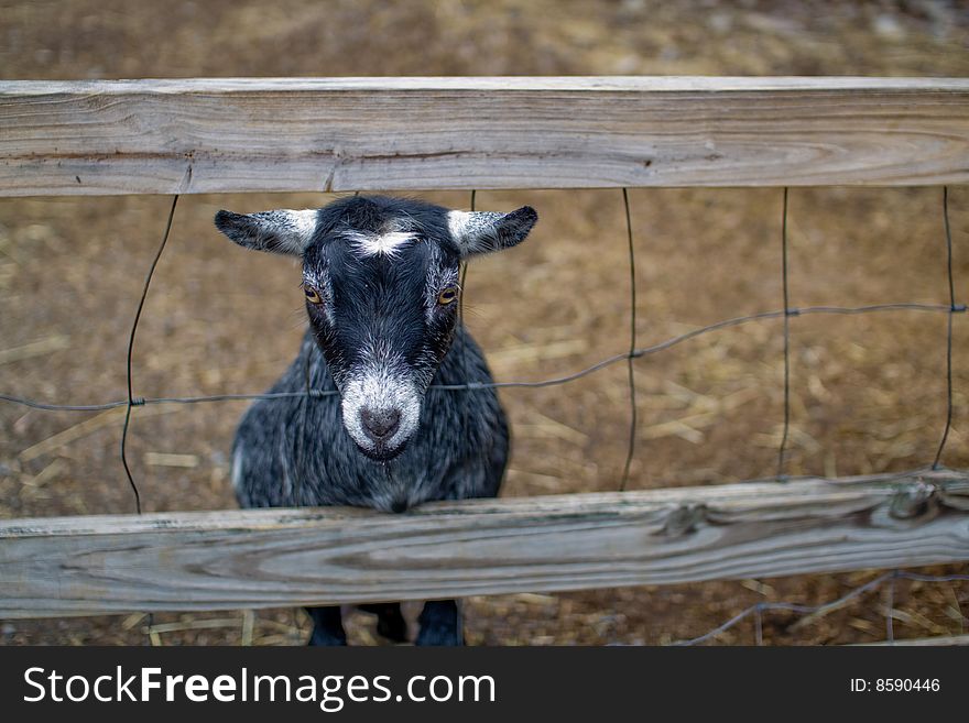 Baby goat (kid) in a petting zoo