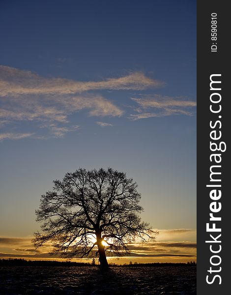 Tree in sundown