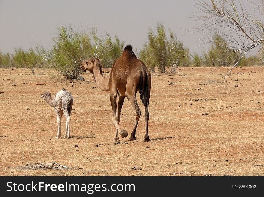 Two camels walking in the desert. Two camels walking in the desert