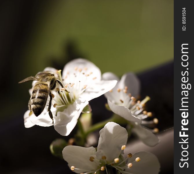 Macro photo of a bee