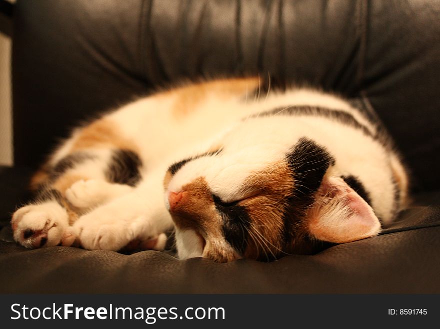 Sleeping Cat