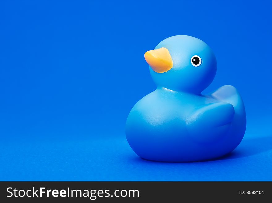 Blue Rubber Duck on studio lit  blue background. Blue Rubber Duck on studio lit  blue background