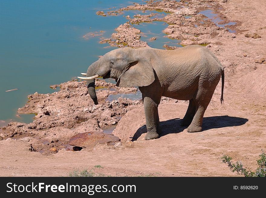 The African Bush Elephant is the largest living land dwelling animal, normally reaching 6 to 7.3 meters (South Africa). The African Bush Elephant is the largest living land dwelling animal, normally reaching 6 to 7.3 meters (South Africa)