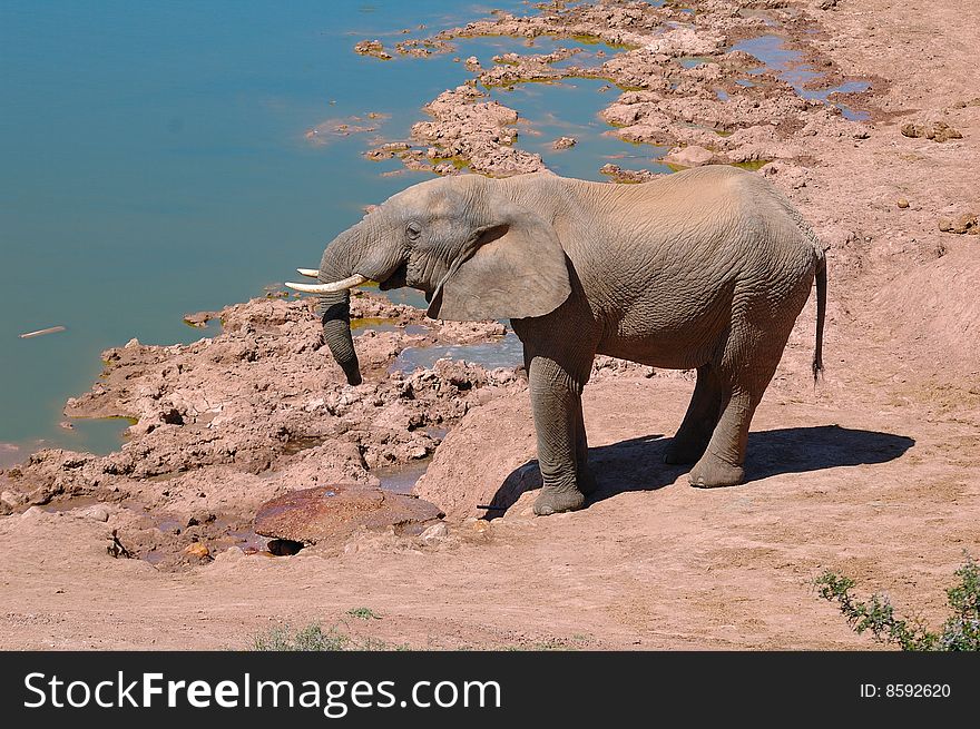 Elephant (Loxodonta Africana)