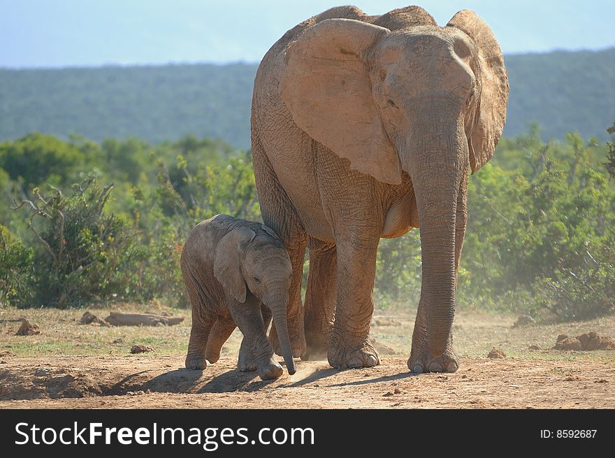 Elephant Cub With Mother
