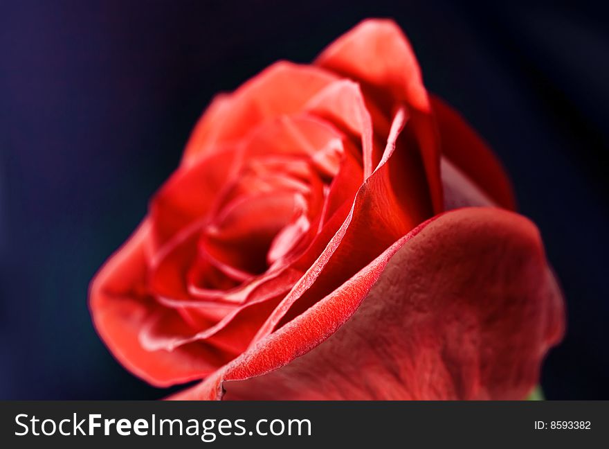 Beautiful rose flower close up. Beautiful rose flower close up.