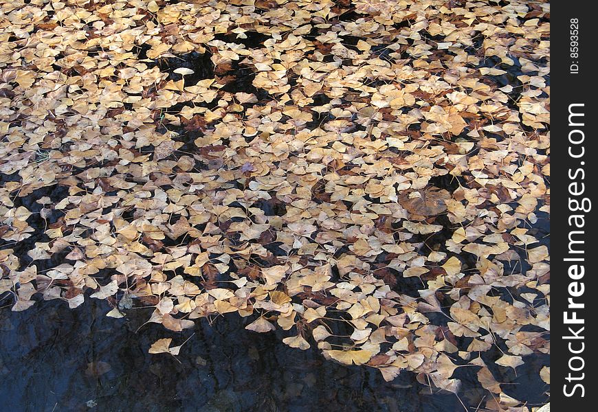 Orange leaves on the water