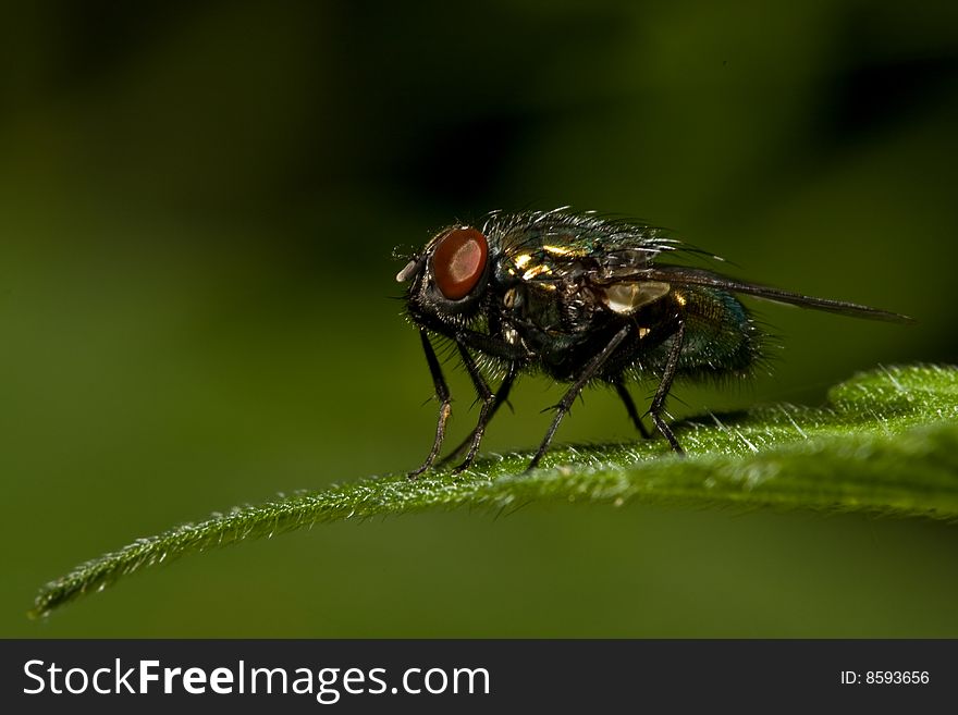 A macro shot of a fly on a leaf showing detail in the yes, wings and hairs on the body