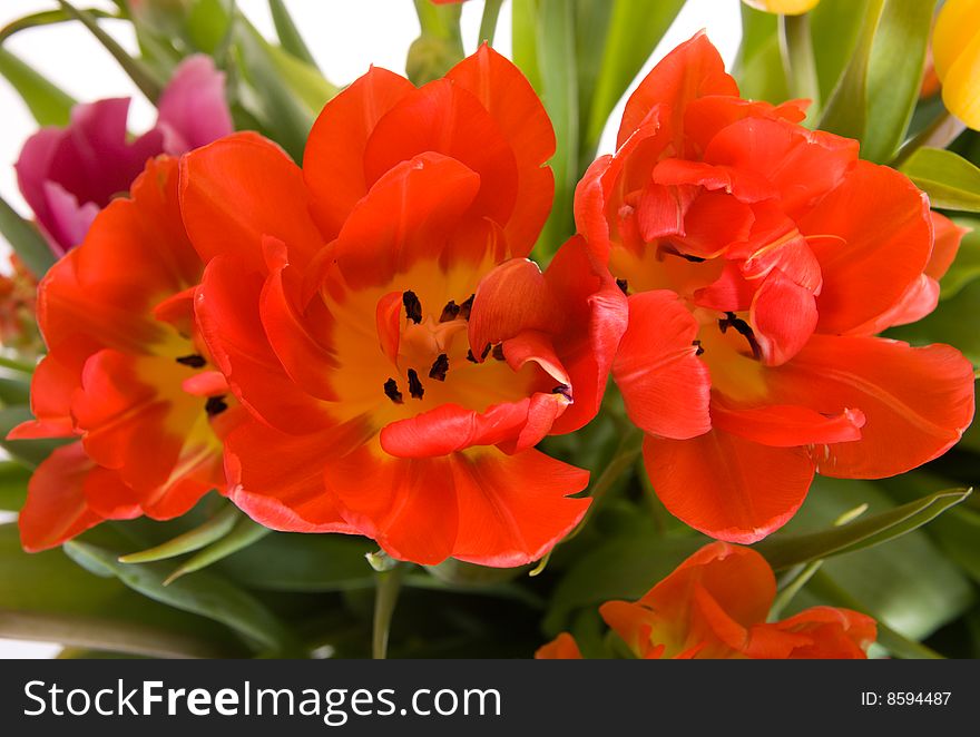 Photo of three red tulips with green leaves (selective focus)