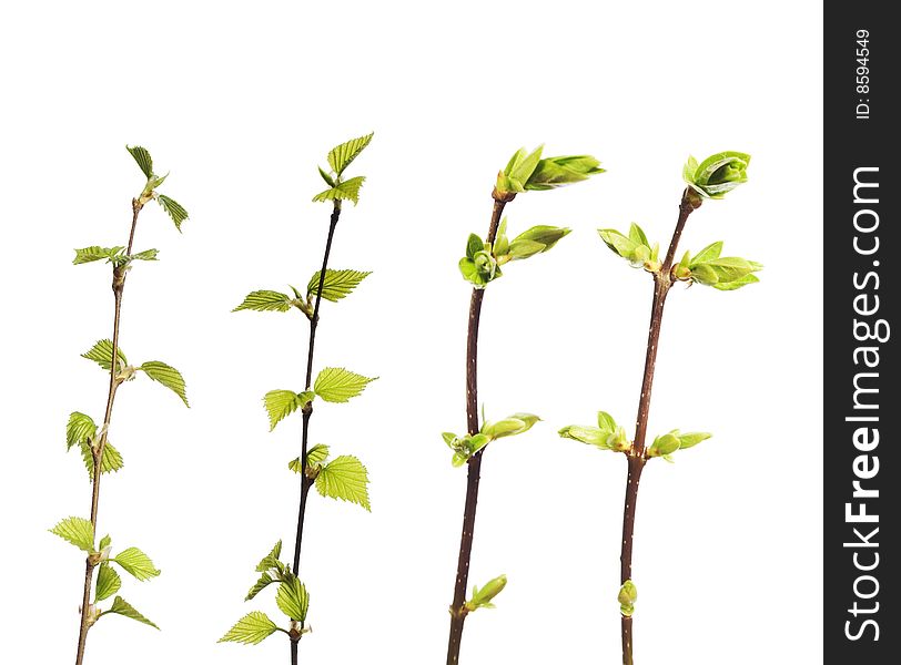 Spring plant isolated on white.