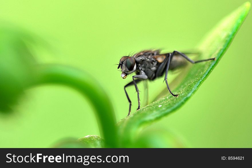 Fly macro on green leaf.