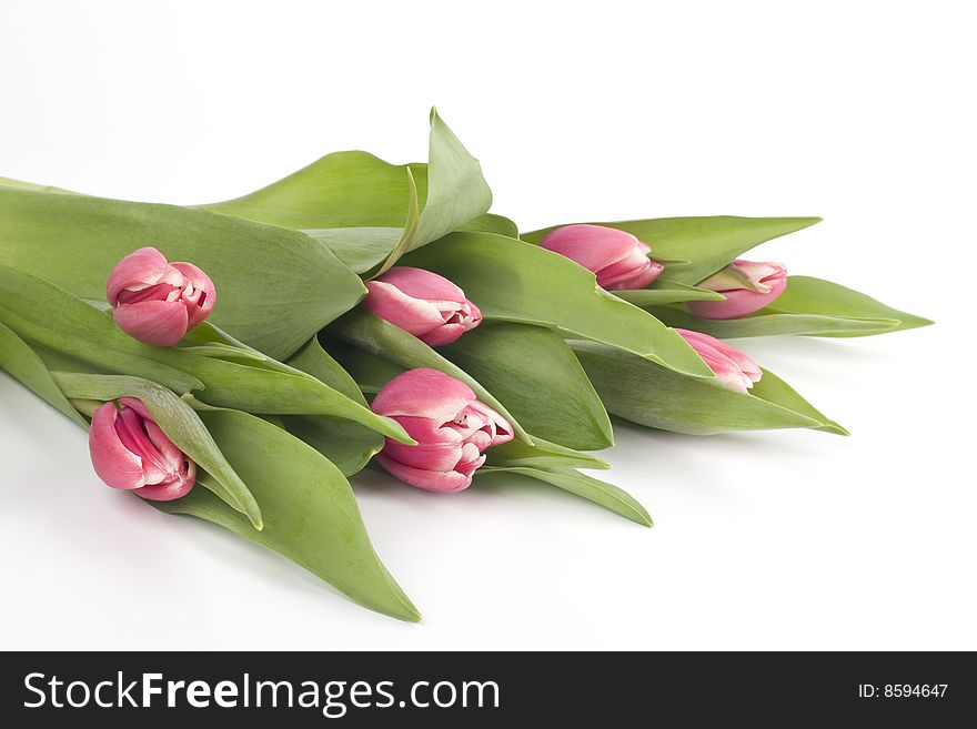 Pink tulips on a white backround