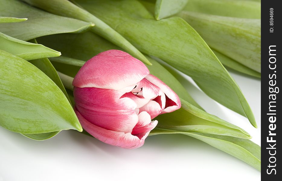 Close up of pink tulip