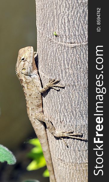 Chameleon sticking to pine tree.