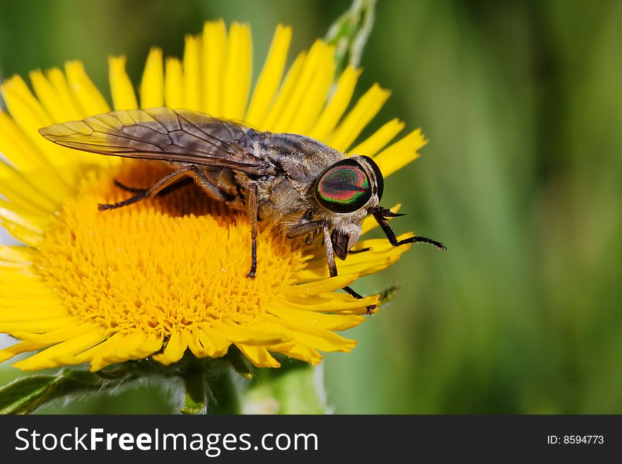 Gadfly on dandelion