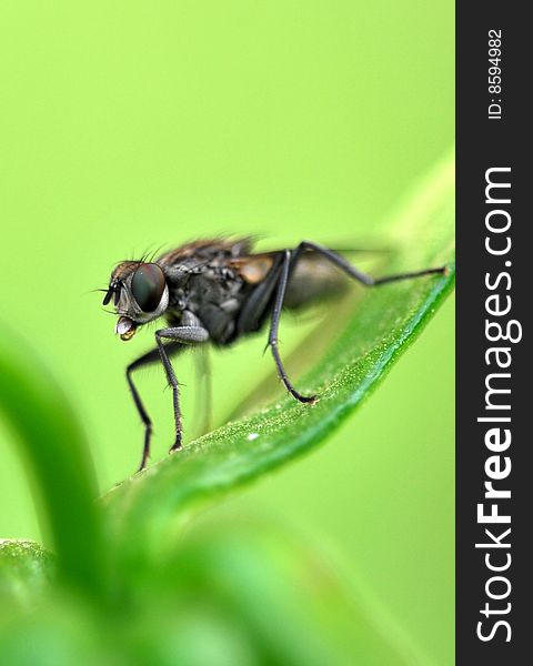 Fly macro on green leaf.