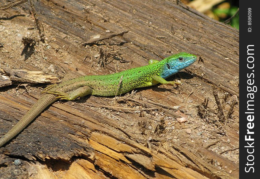 Sand lizard (buck from central Europe)