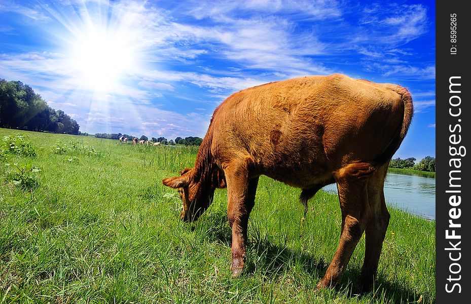 Calf pasturing near the lake