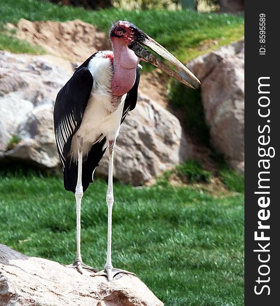 A Marabou Stork Watching From the Top of a Rock