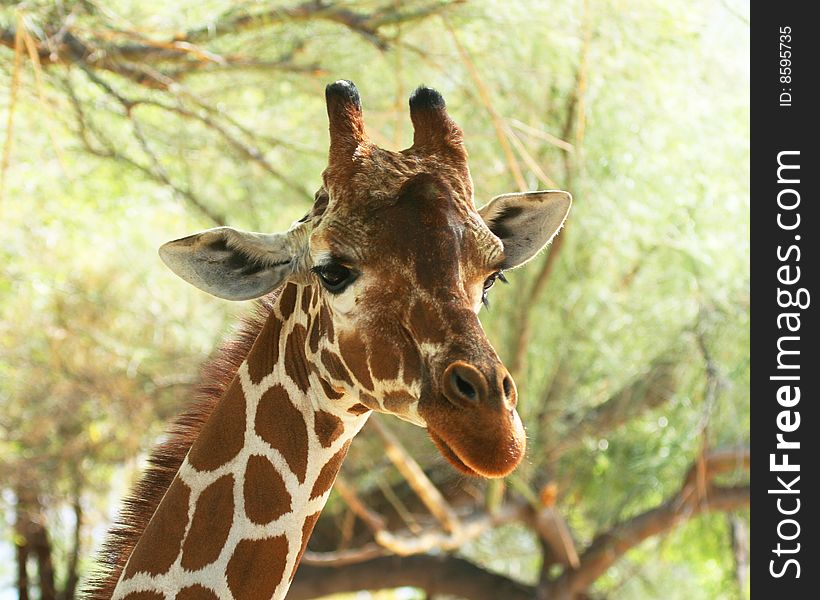 A Portrait of an African Giraffe Among the High Tree Branches