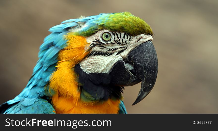 A Close Up of a Blue and Gold South American Macaw