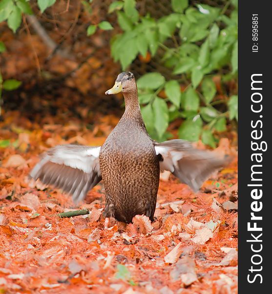 This Black Duck was photographed flapping about amoungst the autumn leaves at a wetland reserve.