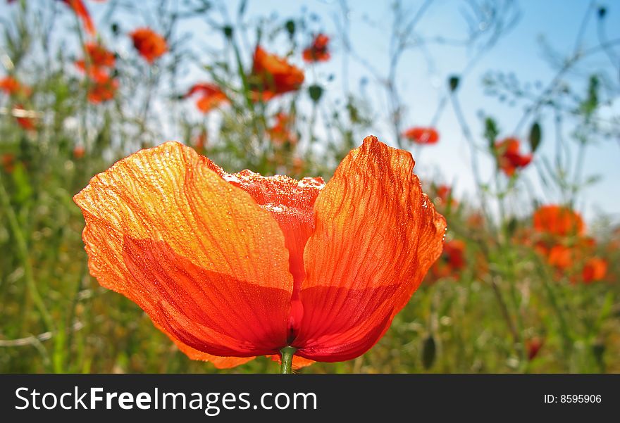 Bright flowers of  steppe poppy of red color on  background of  blue sky