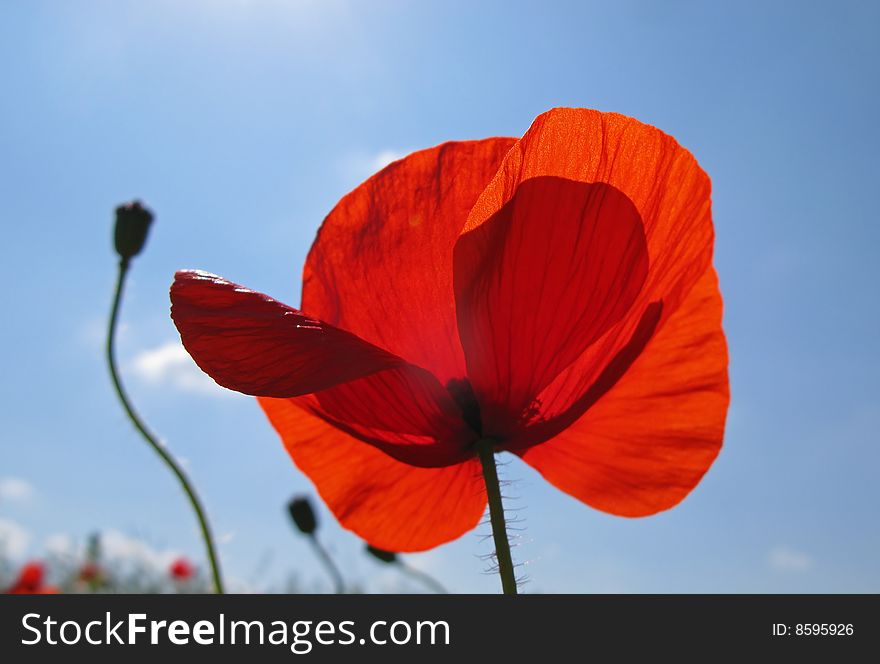 Bright flowers of  steppe poppy of red color on  background of  blue sky