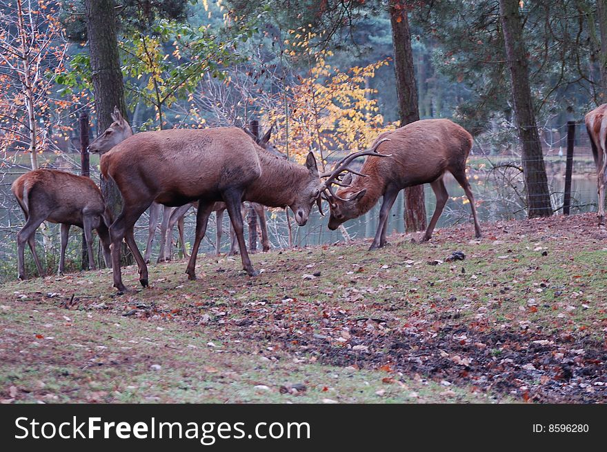 In the forest where two stags are in a friendly fight. In the forest where two stags are in a friendly fight.