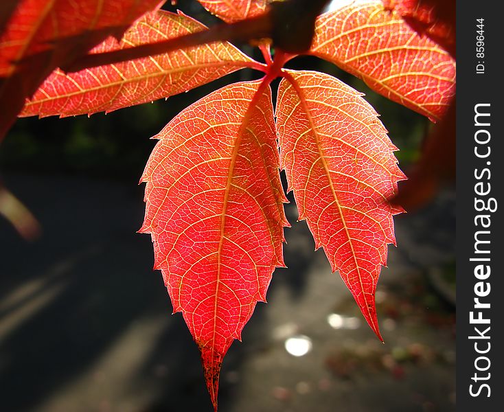 Red leaves of  wild grapes covered by  bright sunlight. Red leaves of  wild grapes covered by  bright sunlight