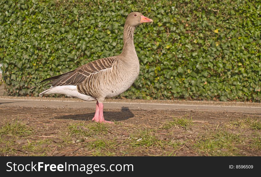 Lone goose standing on grass - copy space