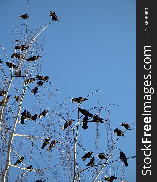 Bunch of crows in a tree