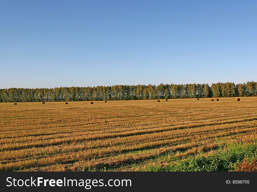 Landscape Field