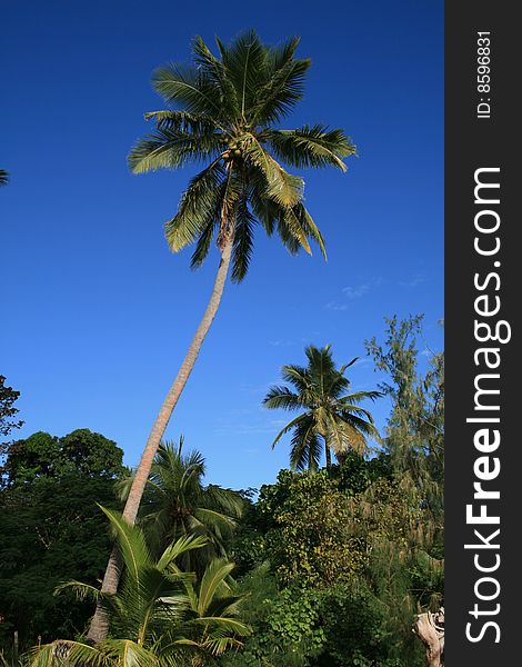 Palm tree, Tropic Fiji Islands