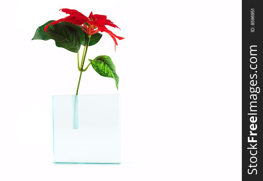 Red Flower In Translucent Vase Isolated On White