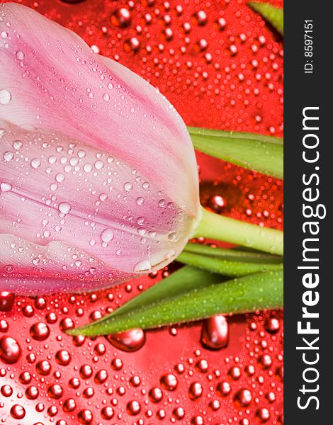 Pink tulip with water droplets