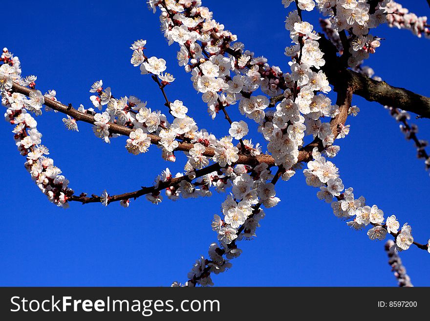 An apricot tree against a blue sky. An apricot tree against a blue sky