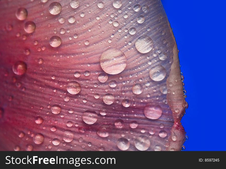 Pink petals of flower with drop of water