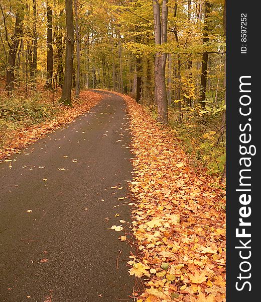 Autumn  in the forest, leaves on the road. Autumn  in the forest, leaves on the road